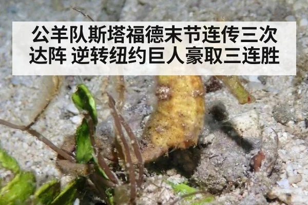 公羊队斯塔福德末节连传三次达阵 逆转纽约巨人豪取三连胜